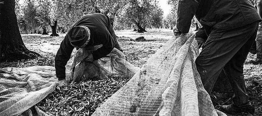 Two workers harvesting olives in an olive grove in Italy.